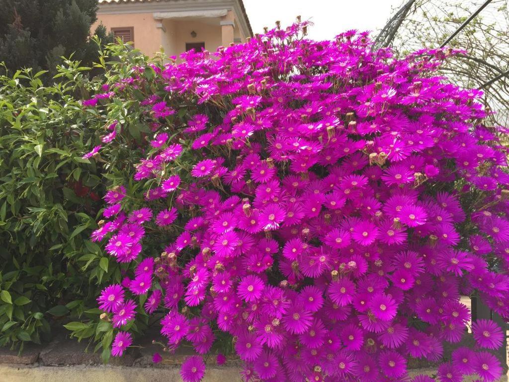 Villetta Il Corallo سان تيودورو المظهر الخارجي الصورة